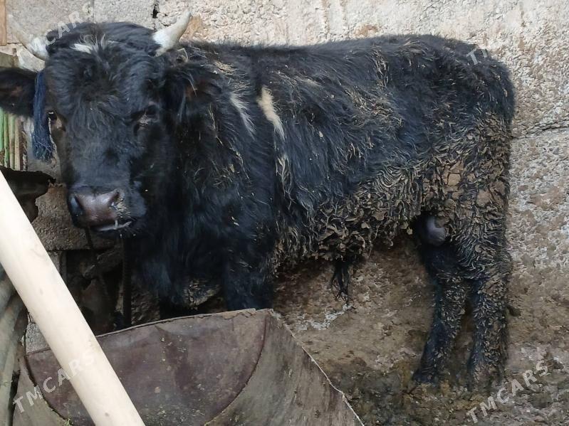 öküz - Büzmeýin - img 3