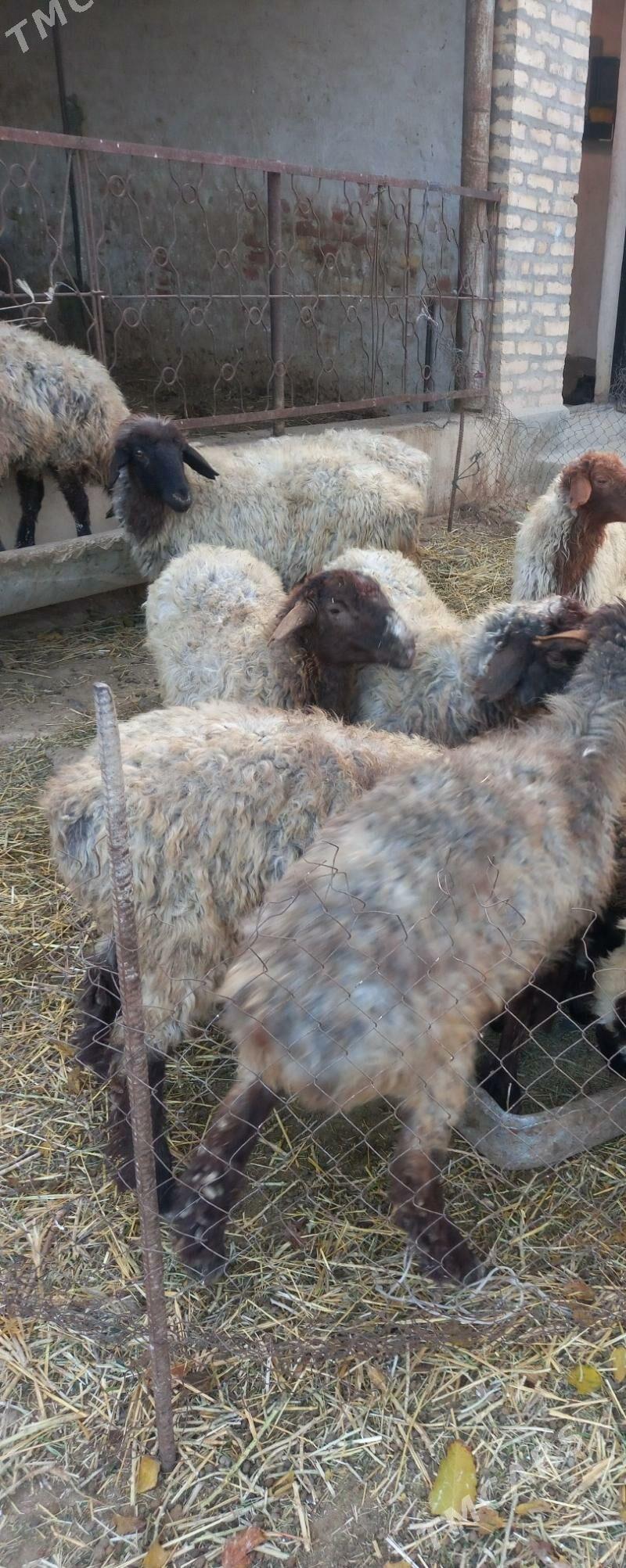 Tokly - Gyzylarbat - img 3