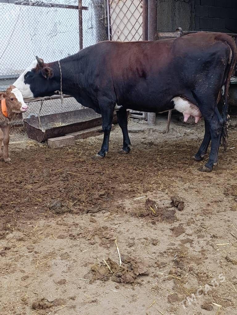 simental gatyşyk goleli sygyr - Гёкдепе - img 7