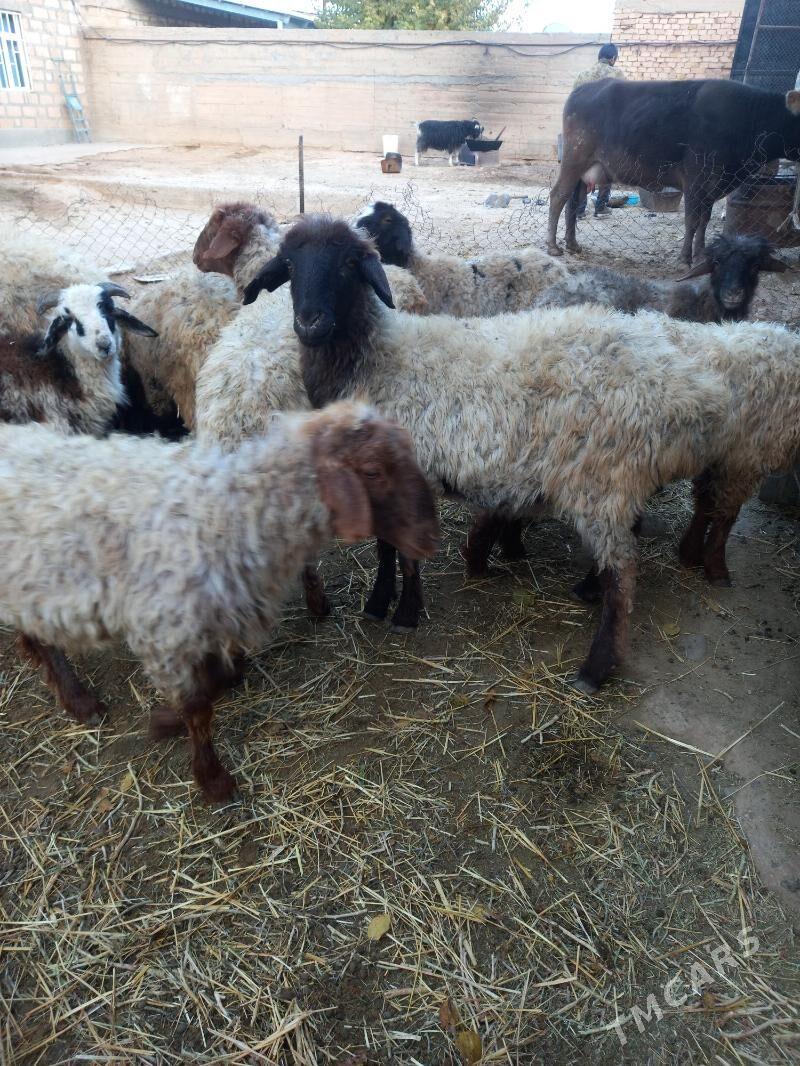 Tokly - Gyzylarbat - img 4