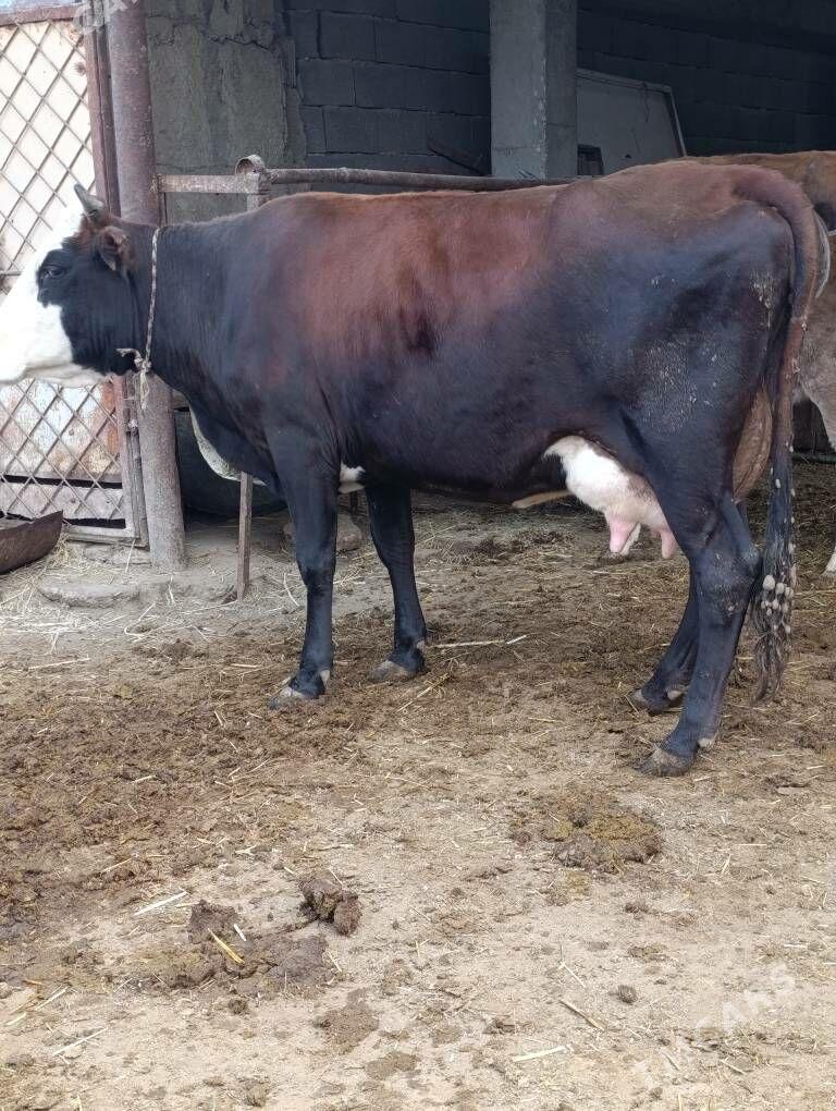 simental gatyşyk goleli sygyr - Гёкдепе - img 3