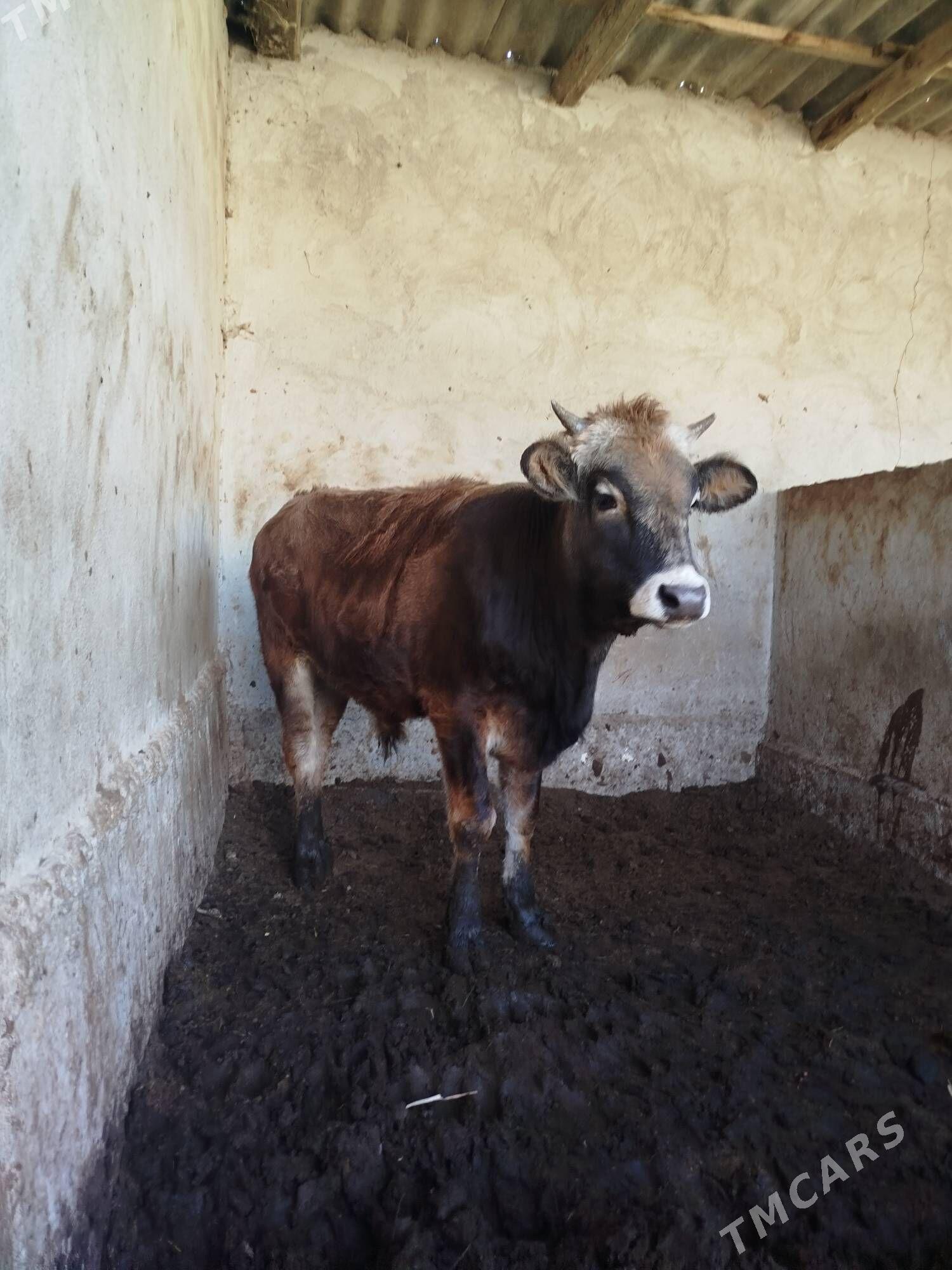 окуз - Херрикгала - img 2