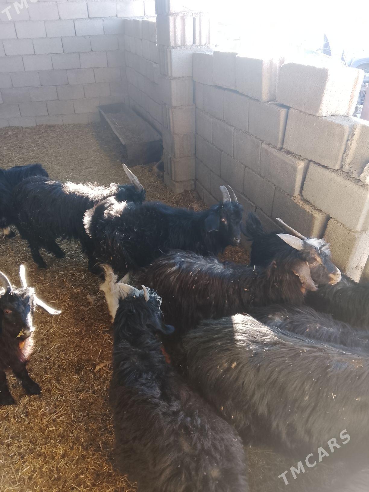 cebis - Aşgabat - img 2