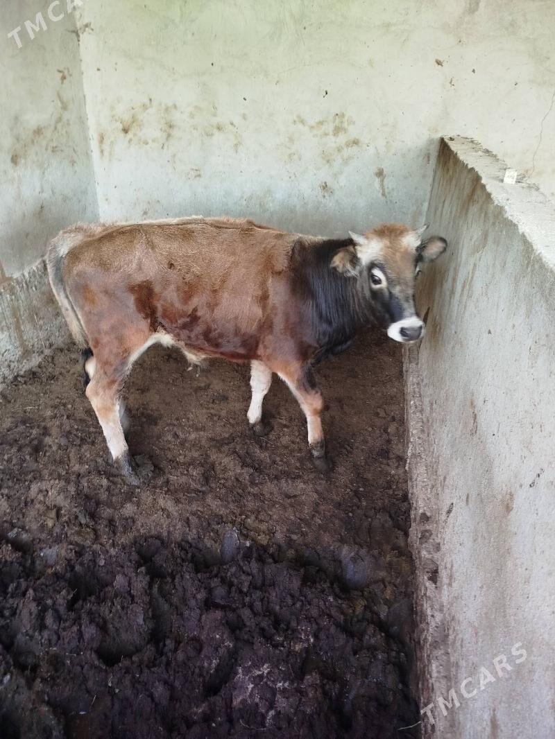 окуз - Херрикгала - img 3