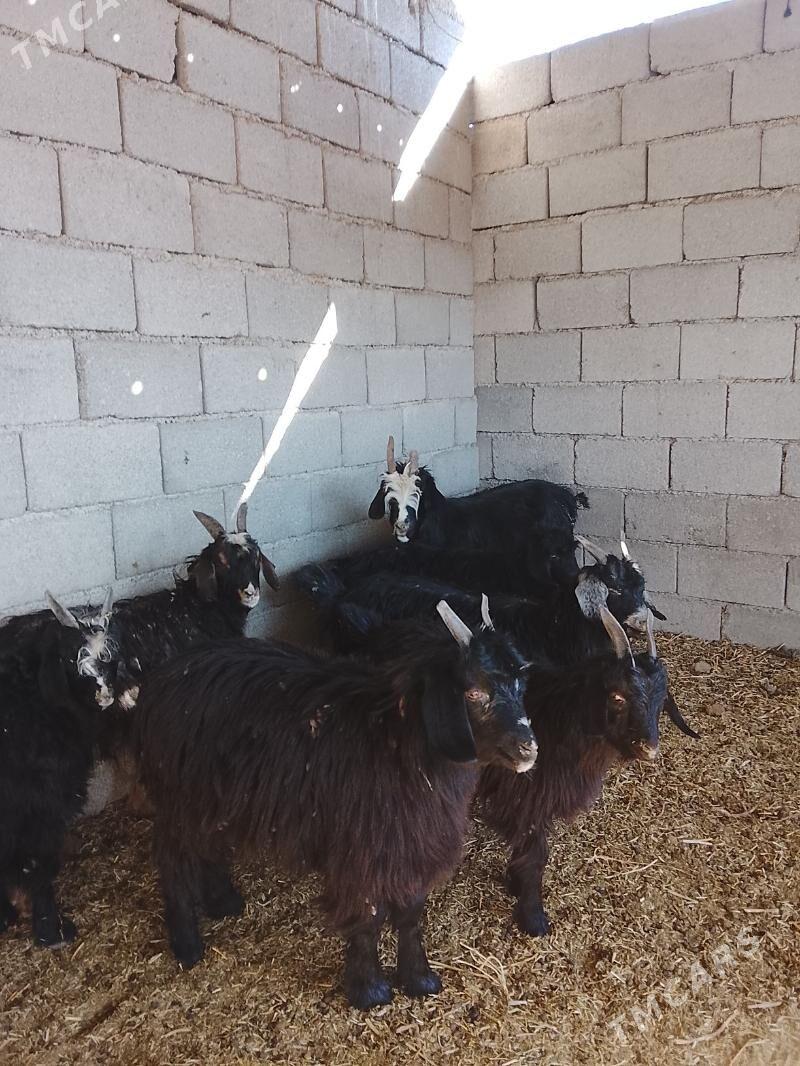 cebis - Aşgabat - img 3