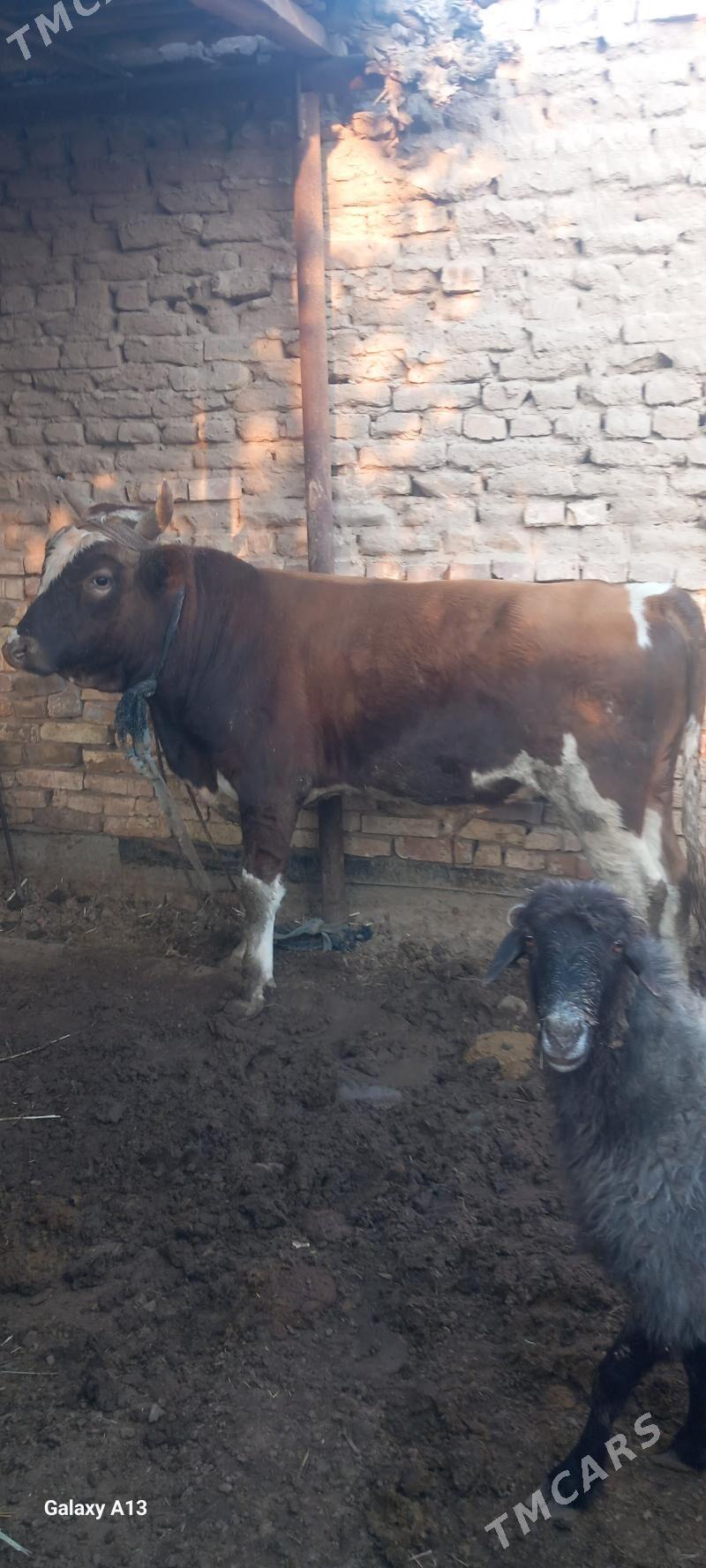 okuz - Теджен - img 1