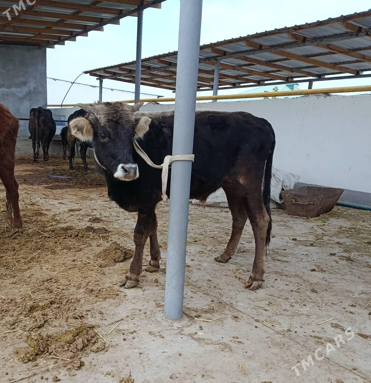 Öküz - Гёкдепе - img 2