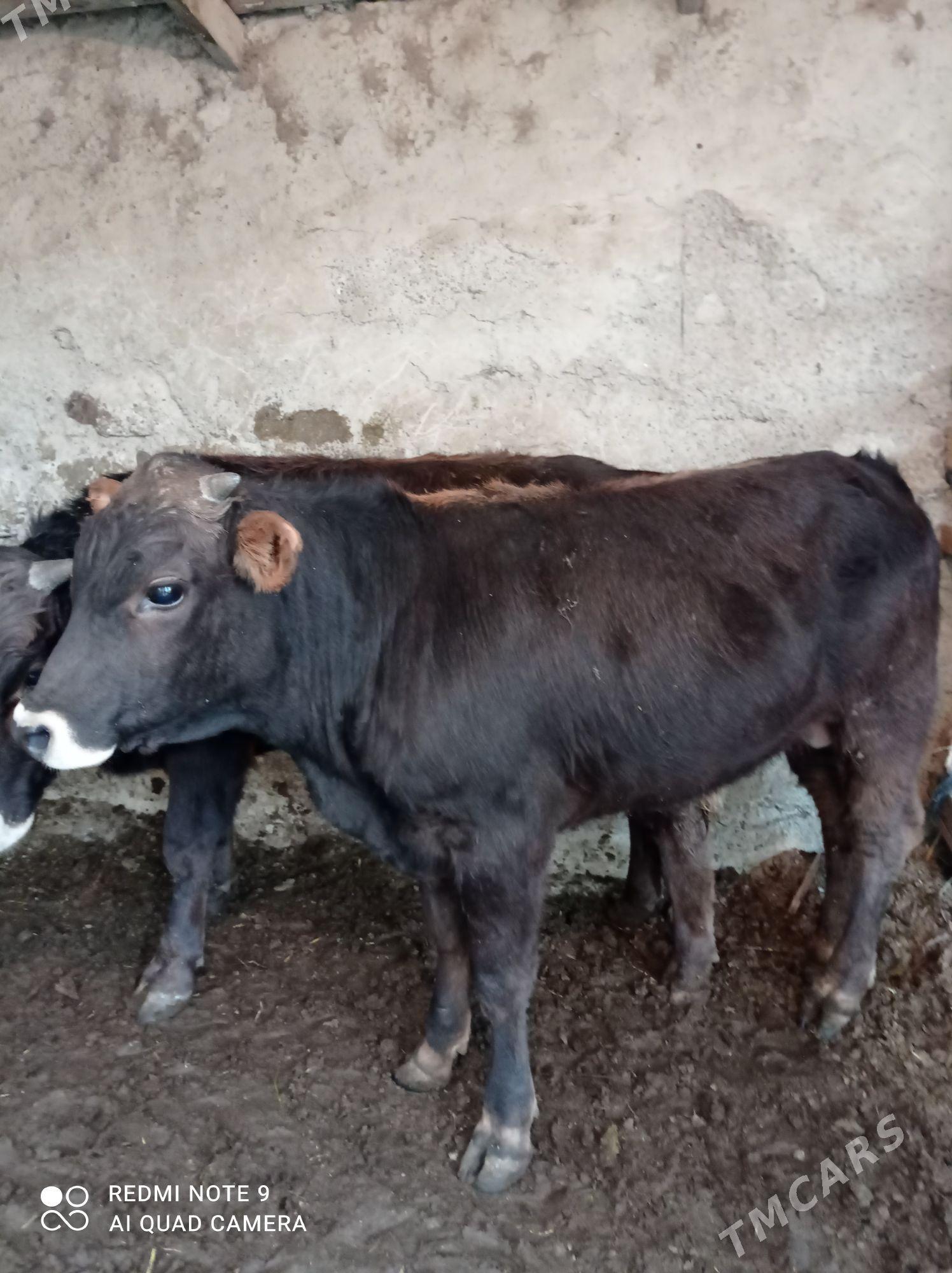 Arassa siweslar - Aşgabat - img 7