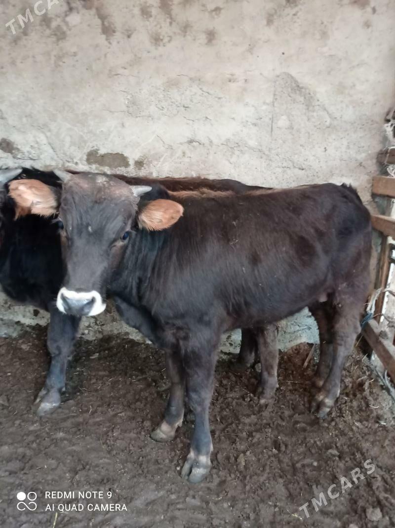 Arassa siweslar - Aşgabat - img 6