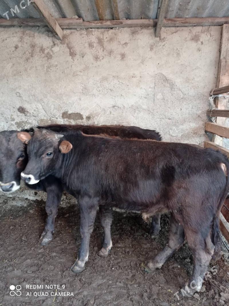 Arassa siweslar - Aşgabat - img 5