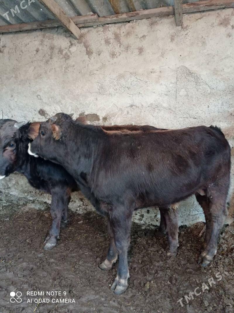 Arassa siweslar - Aşgabat - img 8