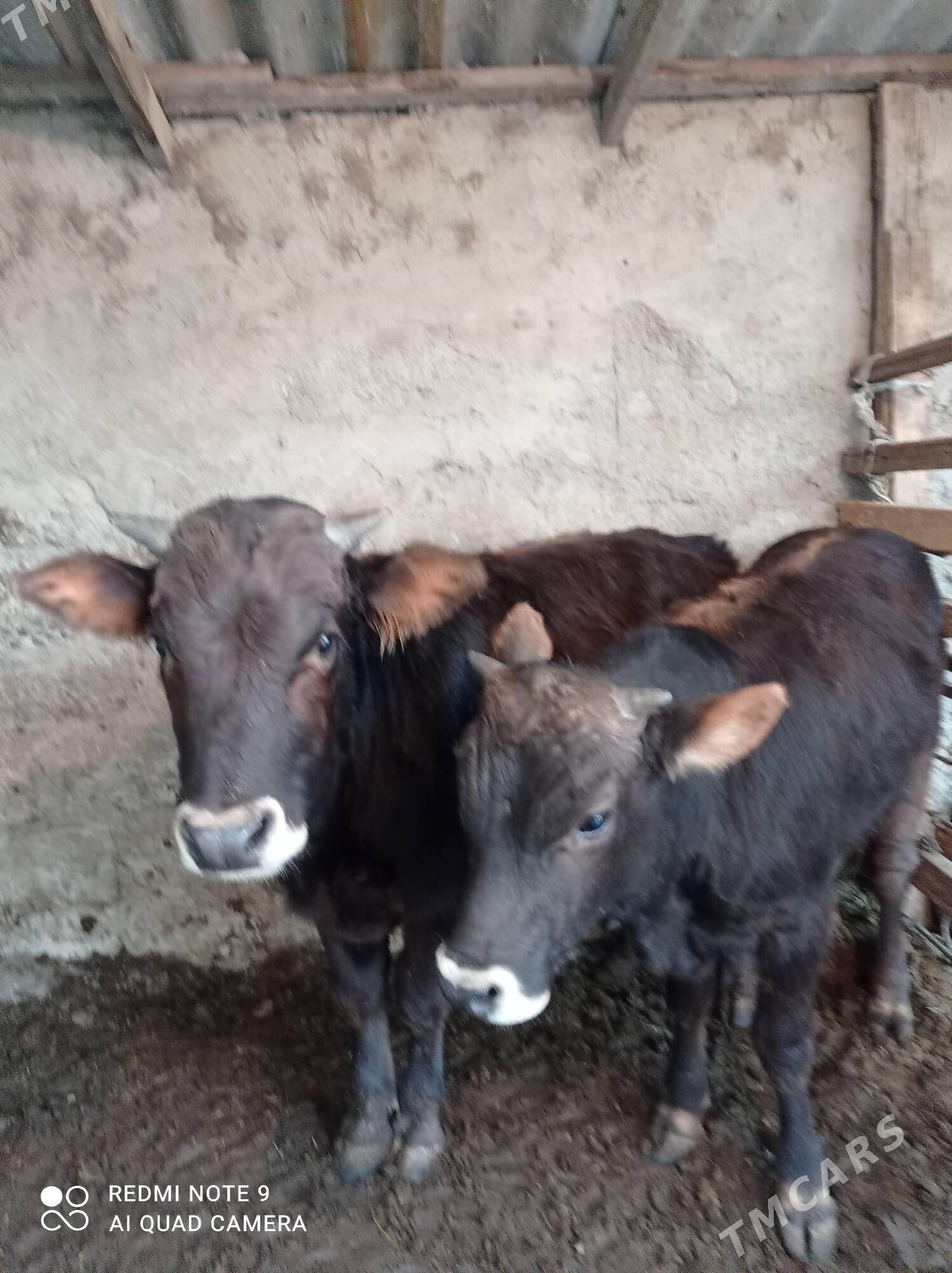 Arassa siweslar - Aşgabat - img 3