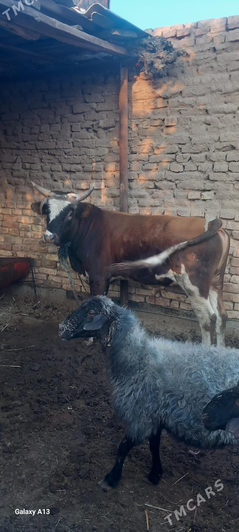 okuz - Теджен - img 2