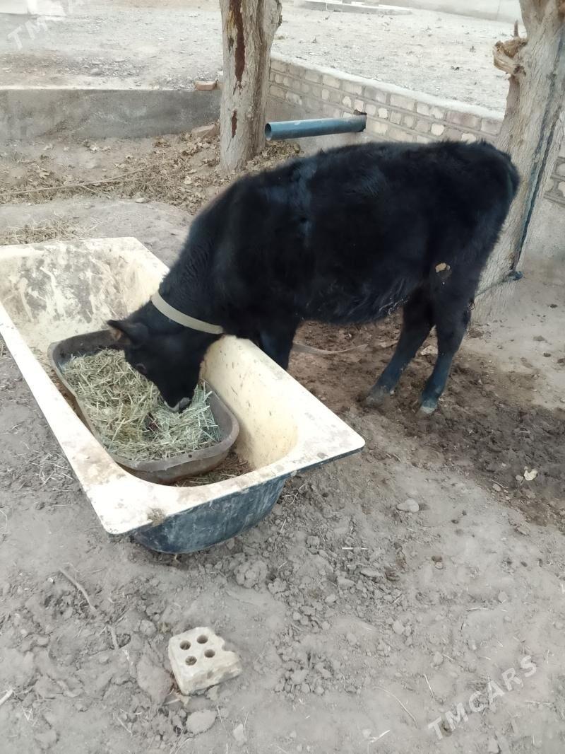 okuzce - Babadaýhan - img 2