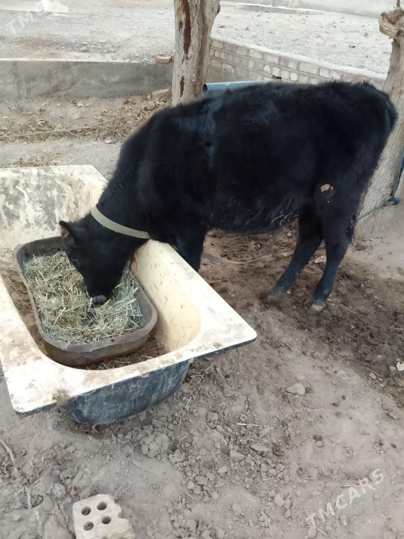 okuzce - Babadaýhan - img 5