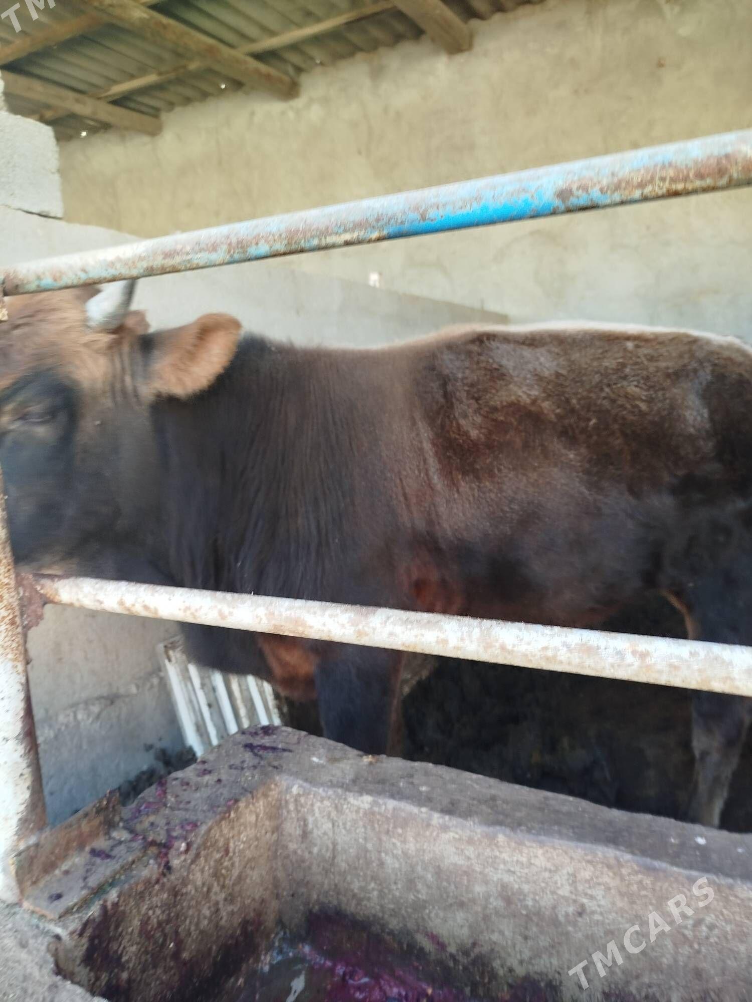 окуз - Ашхабад - img 2