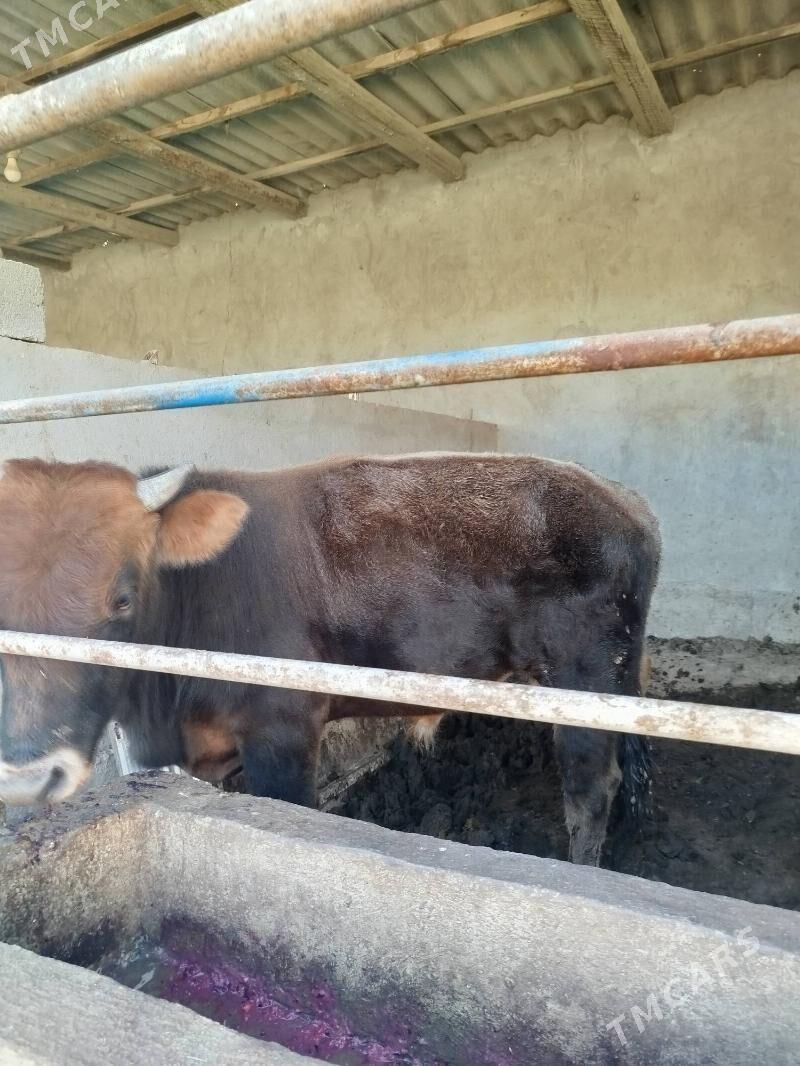 окуз - Ашхабад - img 3