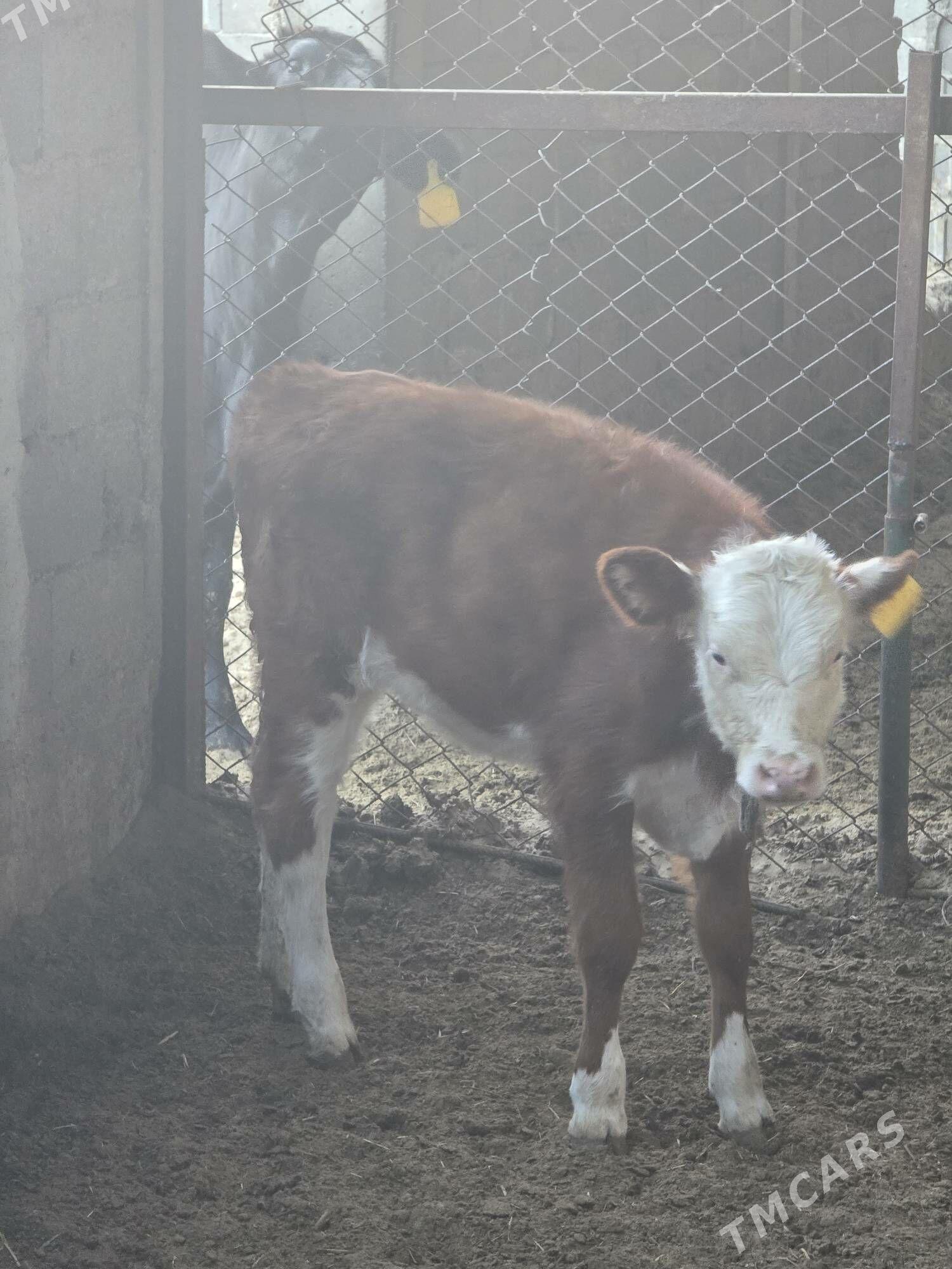 Simental Tuwe - Bäherden - img 2