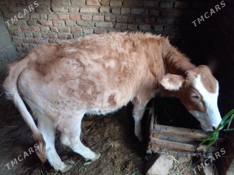 Gacar - Берекет - img 2