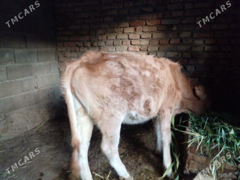 Gacar - Берекет - img 1