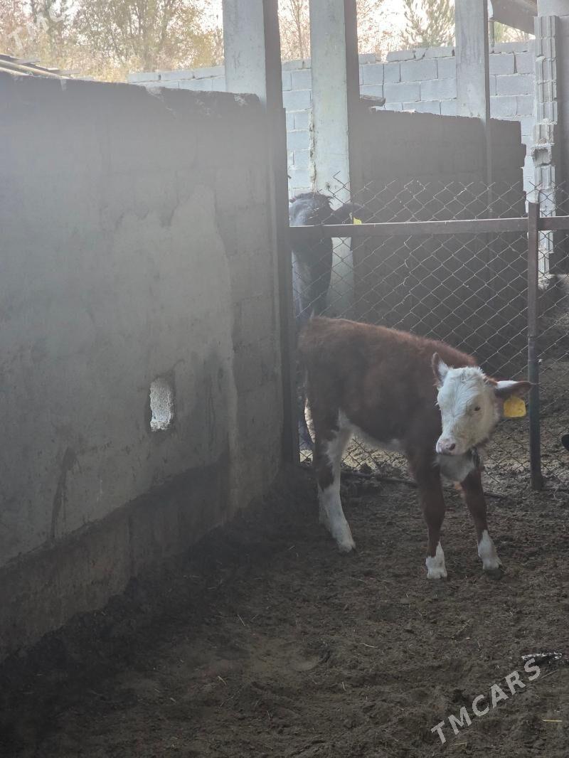 Simental Tuwe - Bäherden - img 4