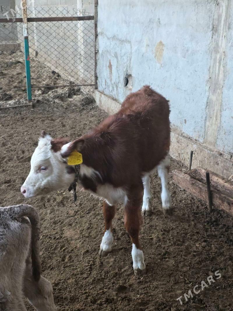 Simental Tuwe - Bäherden - img 3