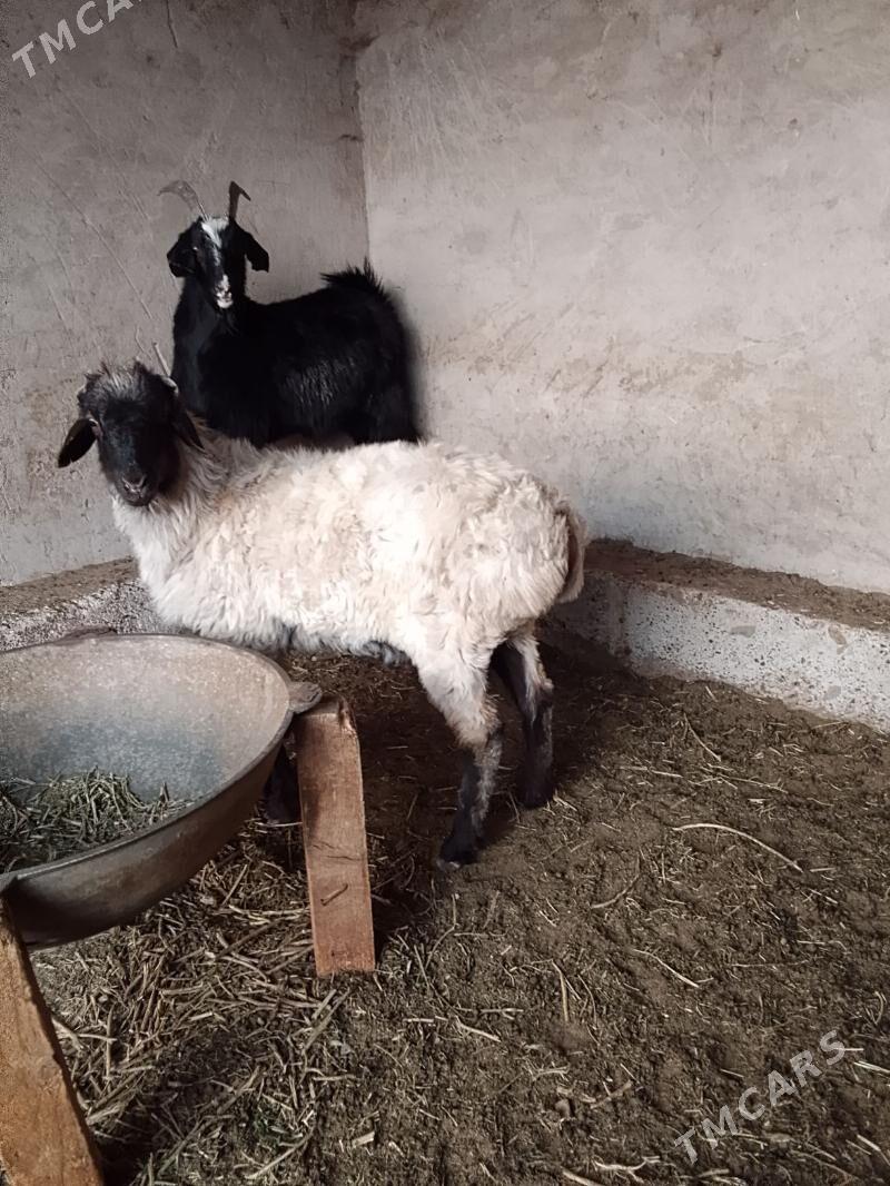 tokly - Бабадайхан - img 3