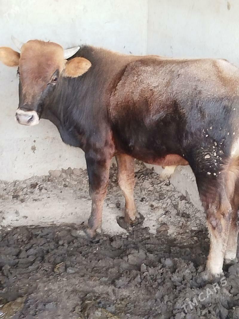 окуз - Ашхабад - img 4