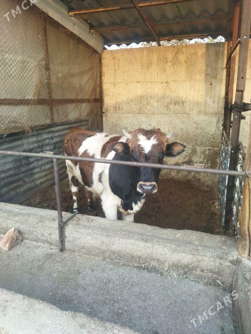 okuz - Бузмеин - img 3