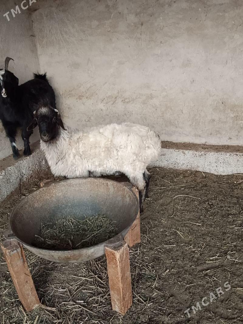 tokly - Бабадайхан - img 2