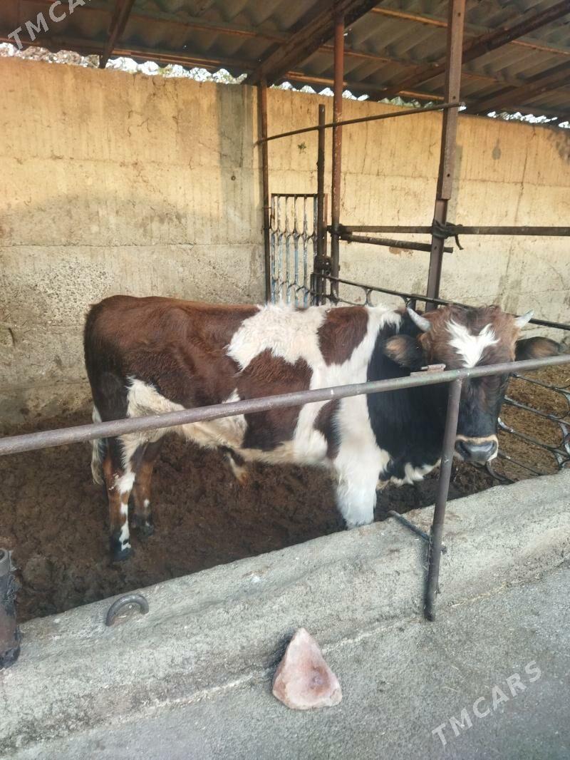 okuz - Бузмеин - img 2