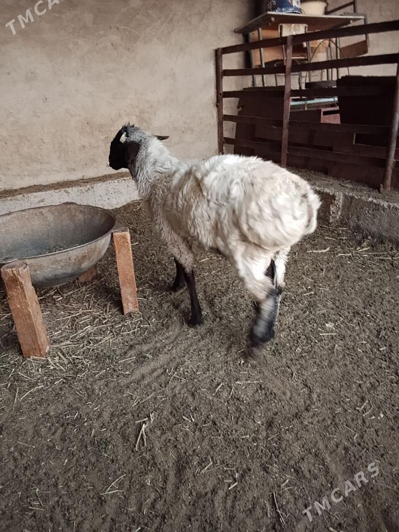 tokly - Бабадайхан - img 1