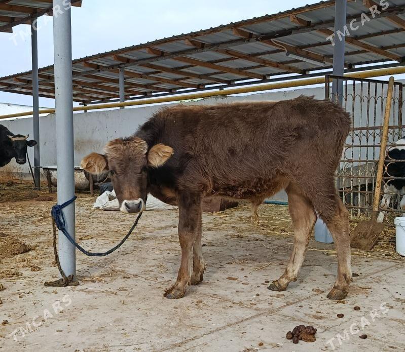 Okuzce - Gökdepe - img 2