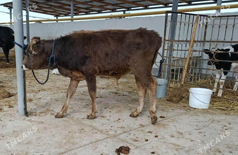 Okuzce - Gökdepe - img 3