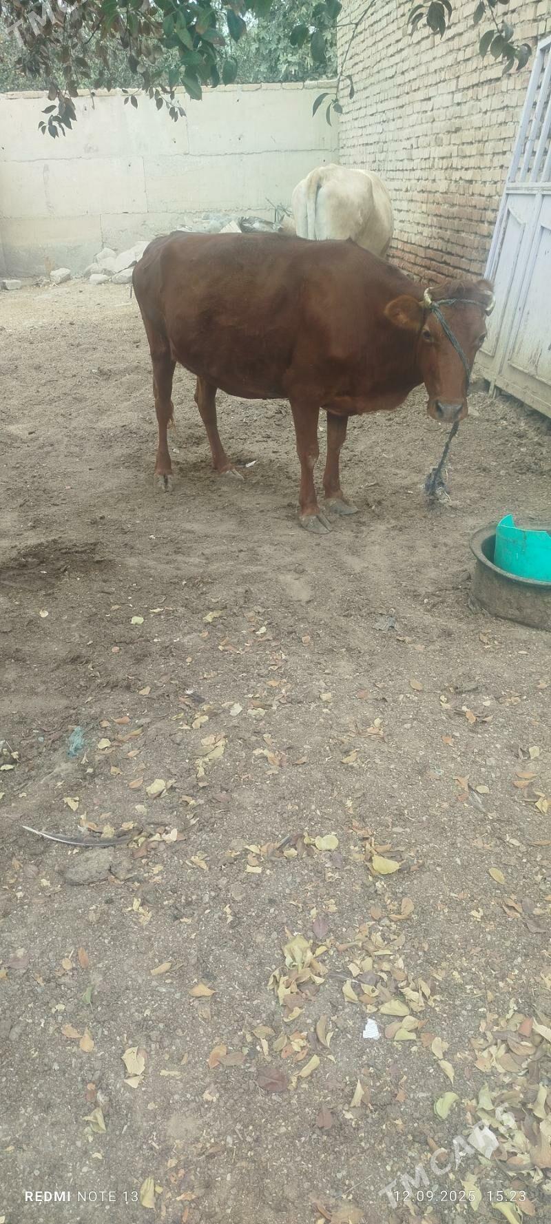 sygyr - Бахарден - img 3