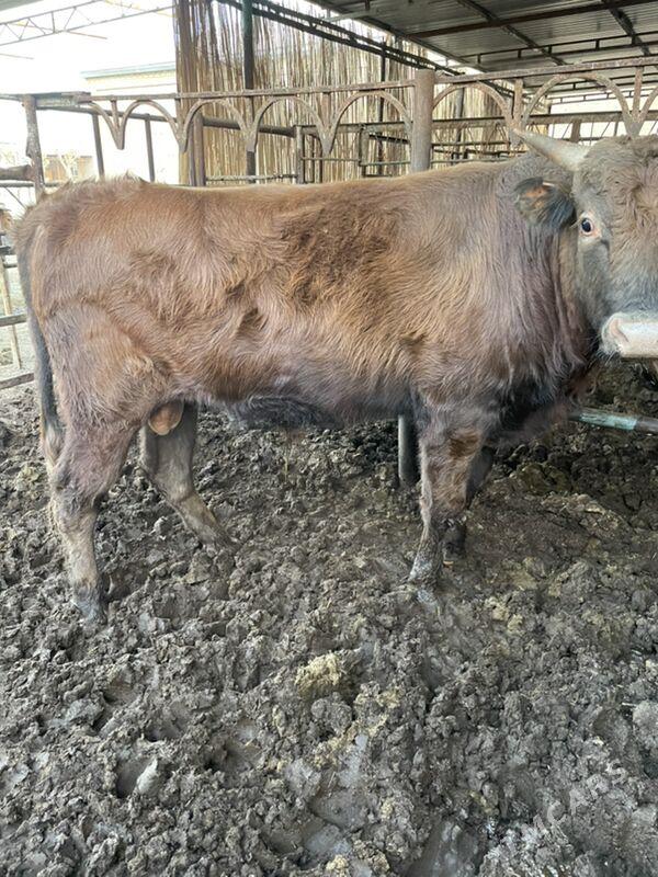 okuz - Мары - img 2