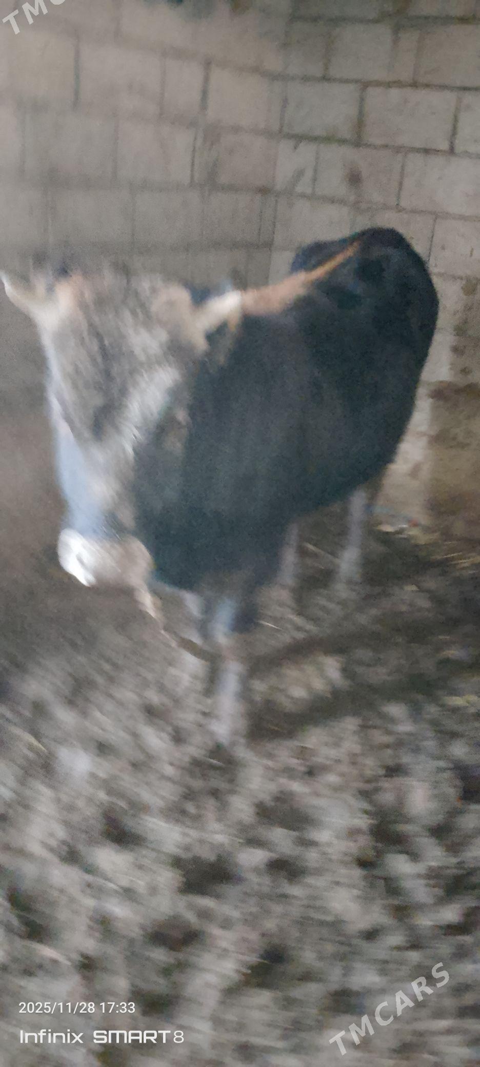 Okuz - Теджен - img 5