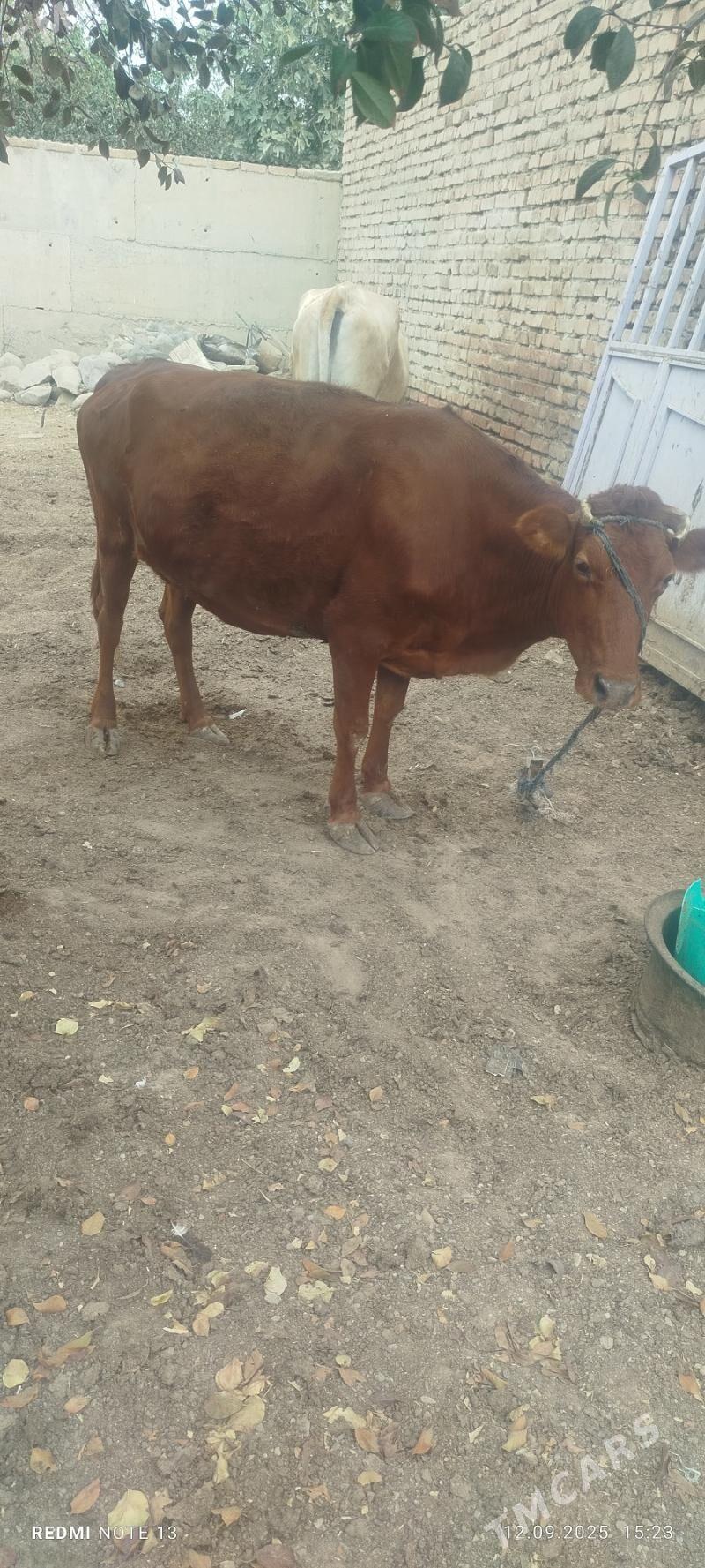 sygyr - Бахарден - img 2