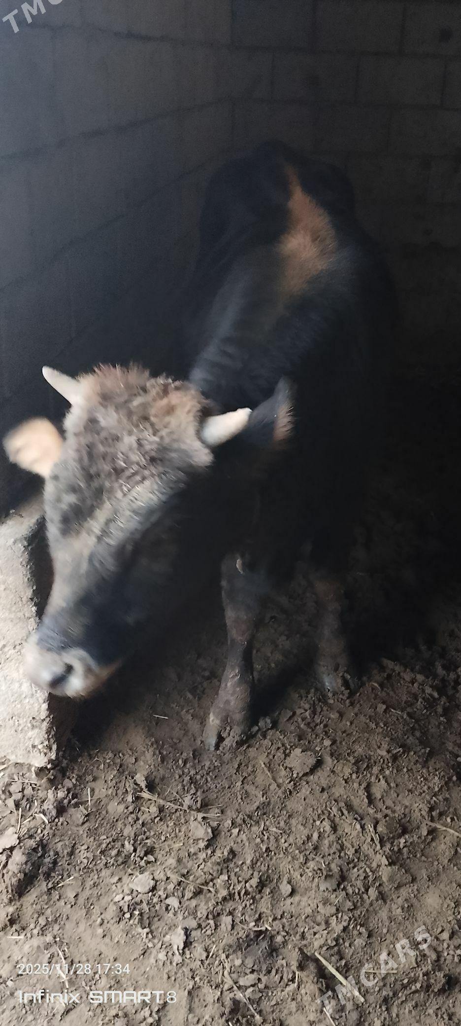 Okuz - Теджен - img 3