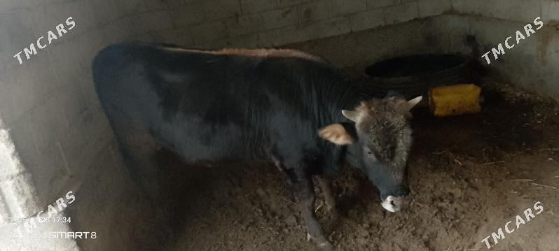 Okuz - Теджен - img 2