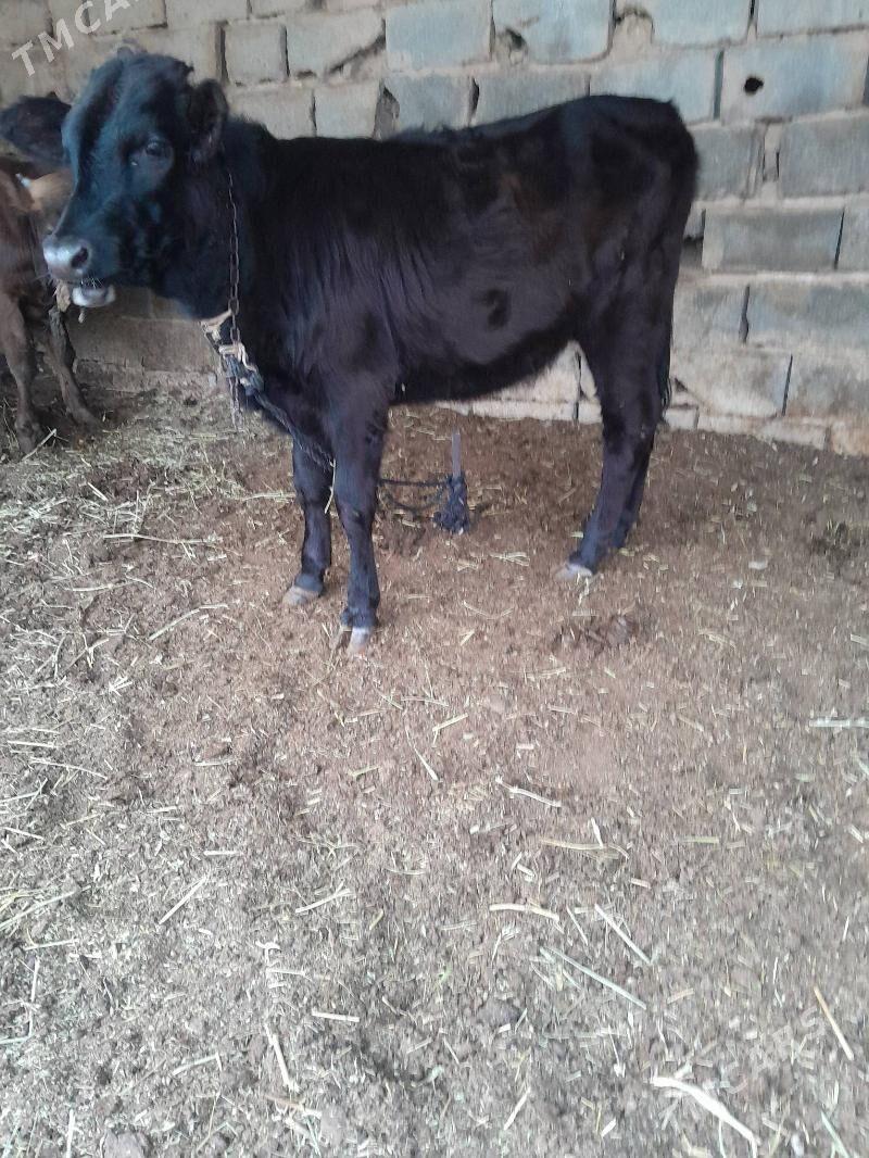 Gole - Bagyr - img 1