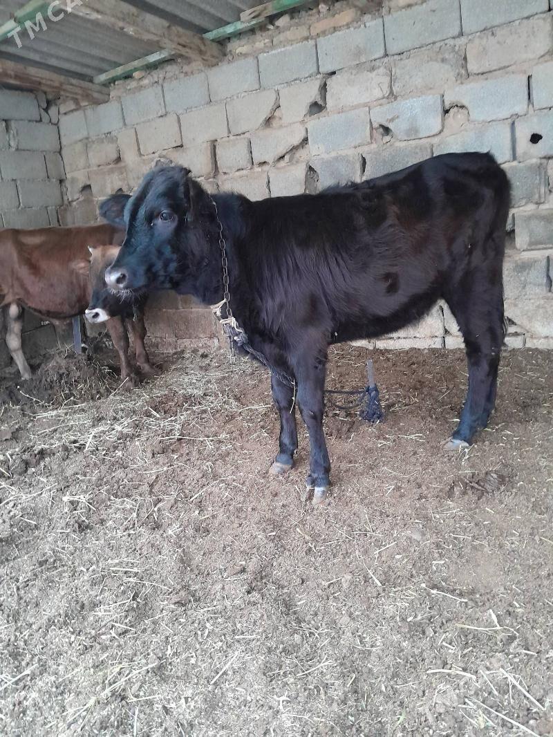 Gole - Bagyr - img 2