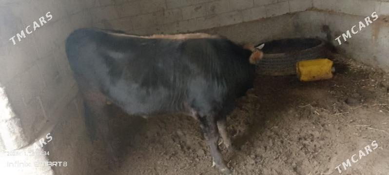 Okuz - Теджен - img 4