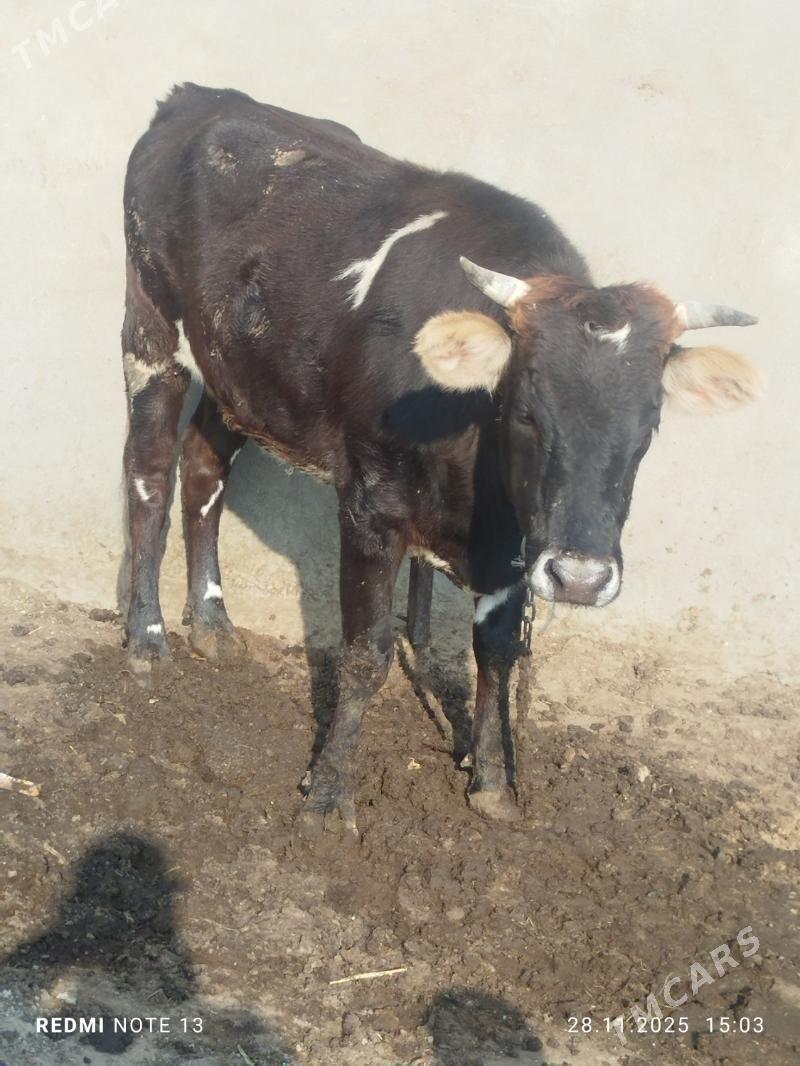 tuwe - Bäherden - img 2