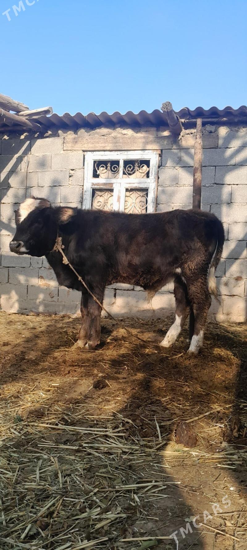 öküz. - Бахарден - img 2