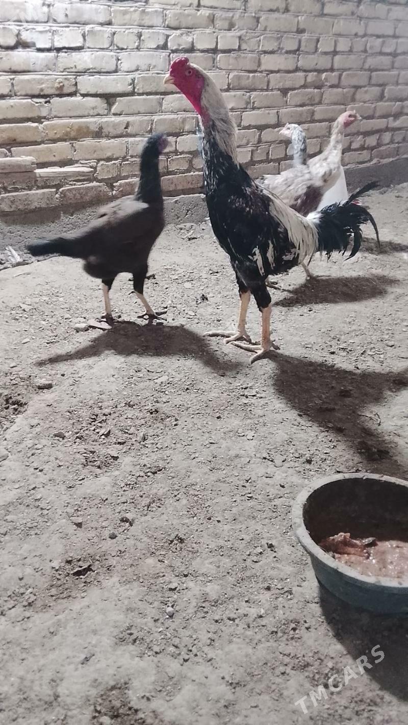 баес жуже сатлык 30 - Türkmenabat - img 3