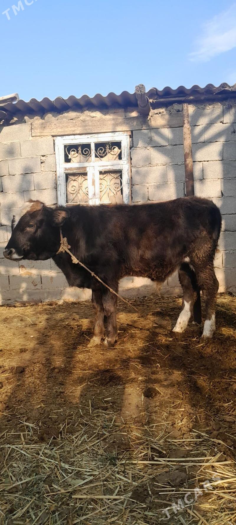 öküz. - Бахарден - img 1