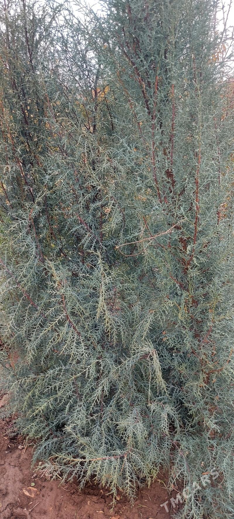 giparist yolka - Сакар - img 4