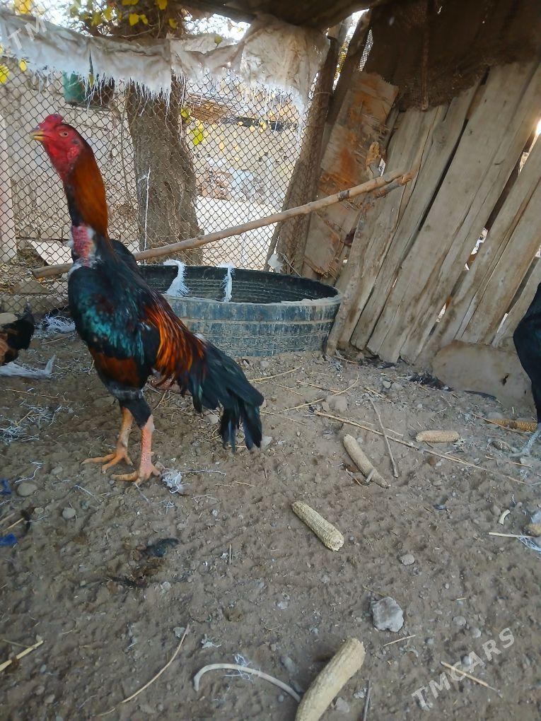 Horaz - Керки - img 2