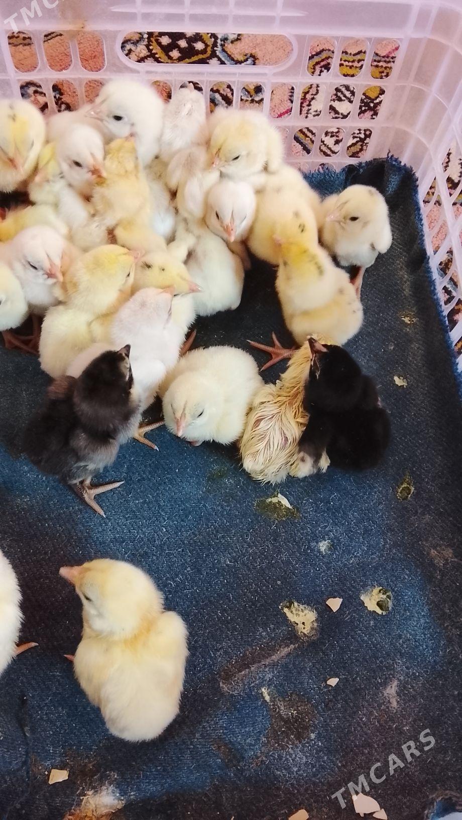 баес жуже сатлык 30 - Türkmenabat - img 4